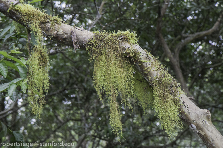 galapagos lichens